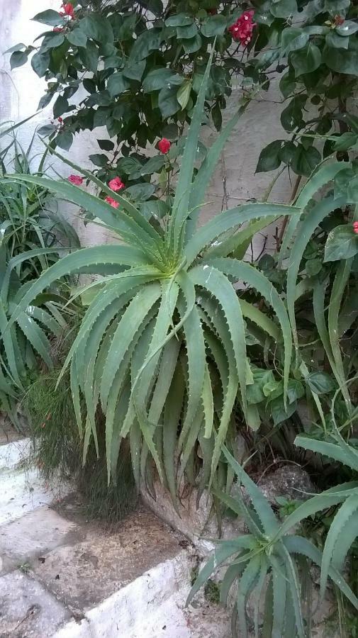 Verticalia 72017 Ostuni Kültér fotó